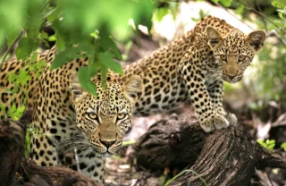 A leopard and her cub sit in a tree, Kruger National Park, South Africa - Yellow Zebra Safaris