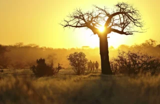 Lake Manyara shutterstock 247784989