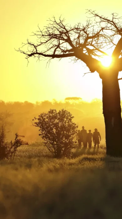 Setting sun's rays dappled through a tall tree as people walk beneath, Tanzania - Yellow Zebra Safaris