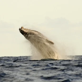 5 Activities Whalewatching 1