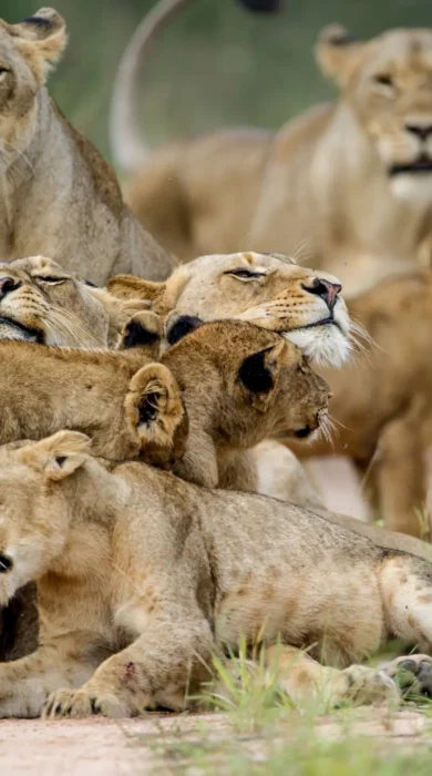 Lion pride resting on the savannah, Kenya, Yellow Zebra Safaris