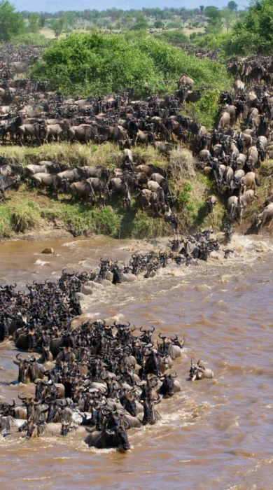 the great migration, september in Tanzania, safari africa