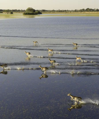 the okavango delta, visit botswana, homepage