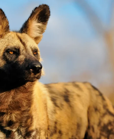 Wild dog