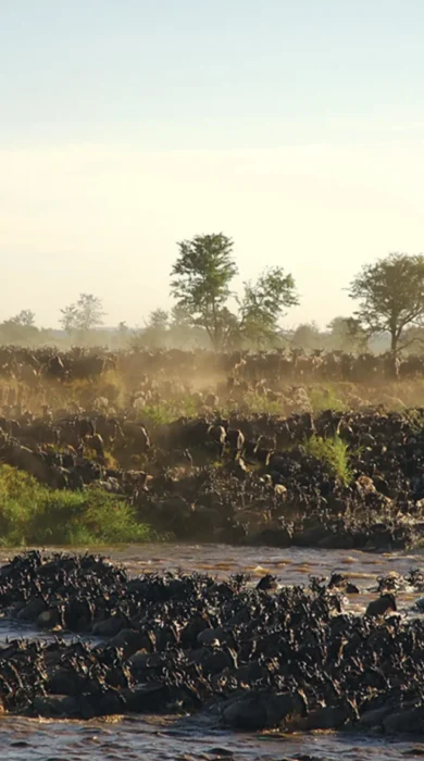Sayari Mara River crossing, sayari camp, tanzania