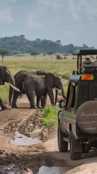 elephant game drive, Elewana Serengeti Pioneer Camp, the serengeti, tanzania