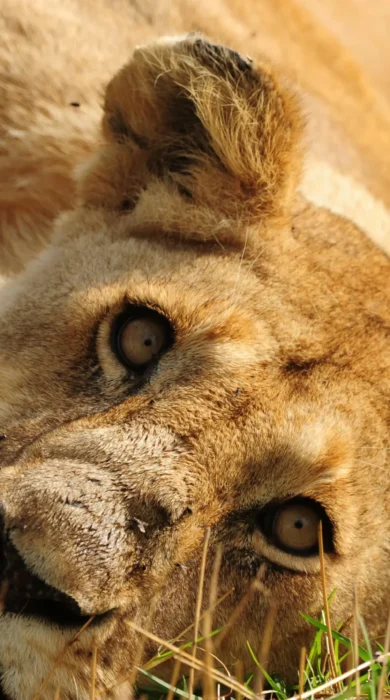 Lion, Nasikia Mobile Migration Camp, Serengeti, Tanzania