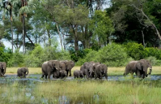 Botswana River crossing with Elephants