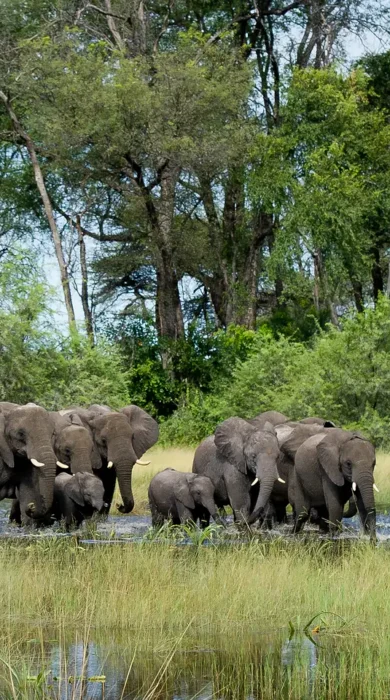 Botswana River crossing with Elephants