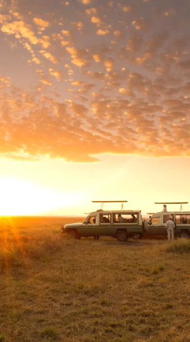 Tanzania Game Drive Sunrise yellow zebra safaris