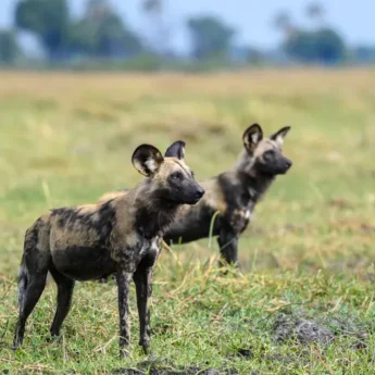 Wild Dogs in Botswana