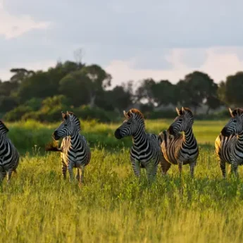 Plains Game Botswana Wildlife Africa