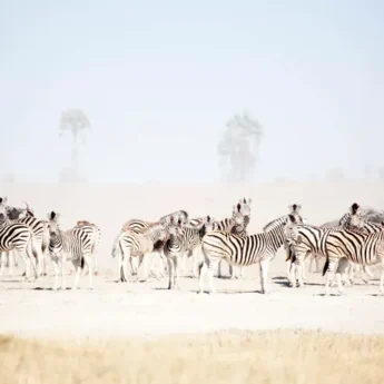 Makgadikgadi National Park Botswana