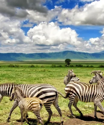 Zebra in Tanzania