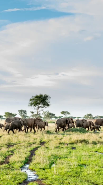 elephant safari, singita sabora tented camp, tanzania