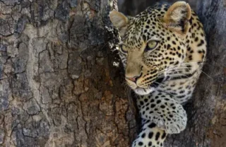 Leopard in Tanzania