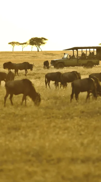 ubuntu camp migration game drive