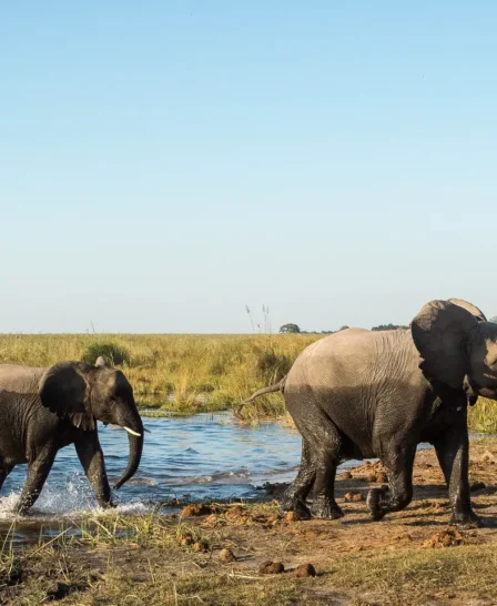 Muddy elephants walk through water, DumaTau, Botswana - Yellow Zebra Safaris
