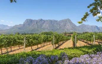 South-Africa-Vinyard-Yellow-Zebra
