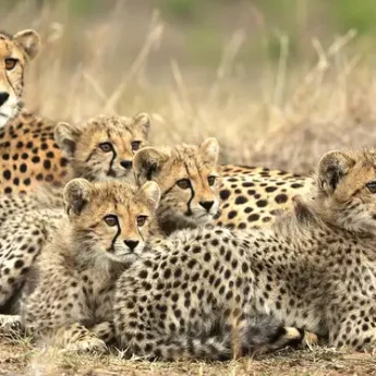 cheetah-phinda-south-africa-wildlife-yellow-zebra-safaris