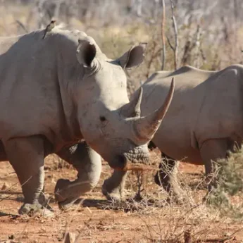 rhinos-big-five-south-africa-wildlife-yellow-zebra-safaris