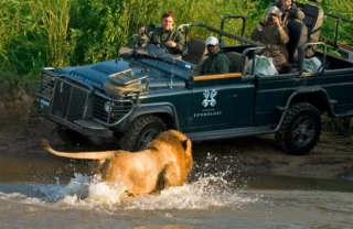 A male lion runs through water towards a parked safari vehicle, Kruger National Park - Yellow Zebra Safaris