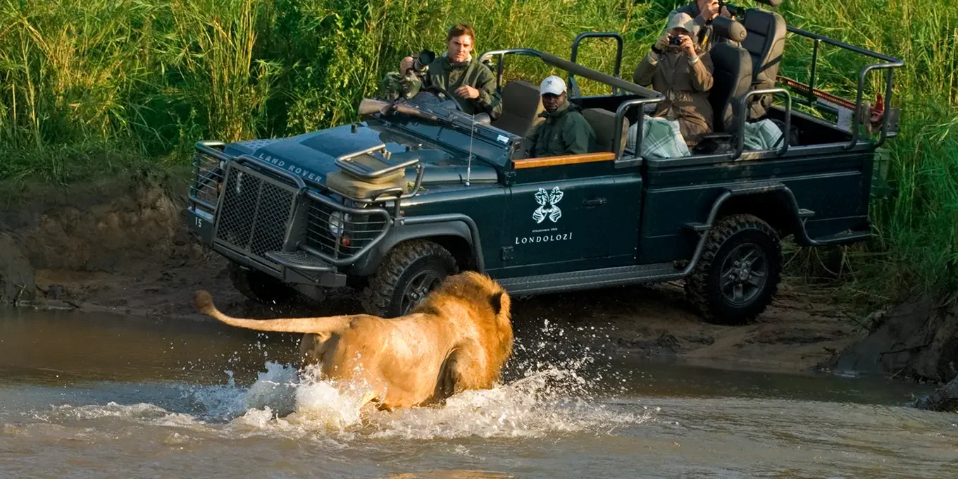 A male lion runs through water towards a parked safari vehicle, Kruger National Park - Yellow Zebra Safaris