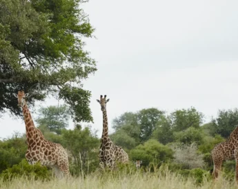 Singita-sweni-lodge-wildlife-South-Africa
