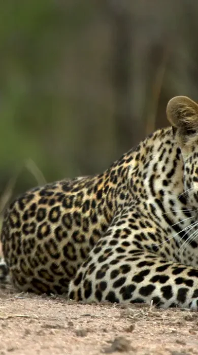 Leopard - Soutrh Africa