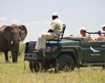 Ngala Safari South Africa