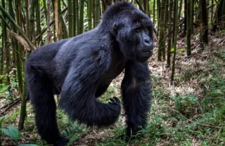 A silverback gorilla walks on all fours up the mountains, Rwanda - Yellow Zebra Safaris