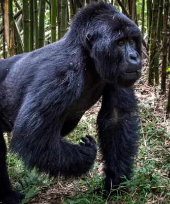 A silverback gorilla walks on all fours up the mountains, Rwanda - Yellow Zebra Safaris
