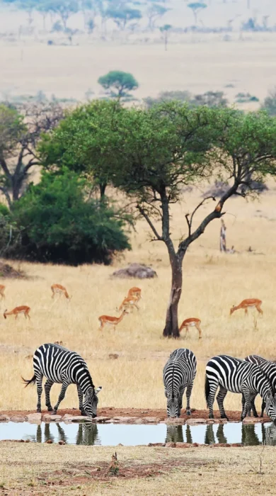 singita serengeti house tanzania zebras
