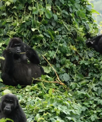 Uganda-mountain-gorillas