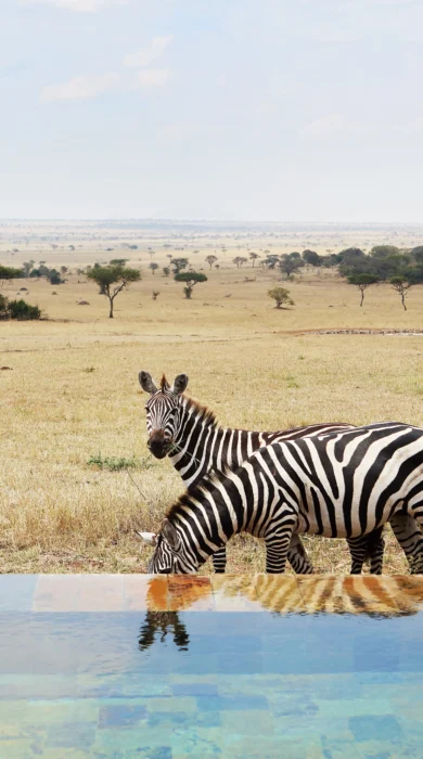 singita serengeti house tanzania zebra reflection pool