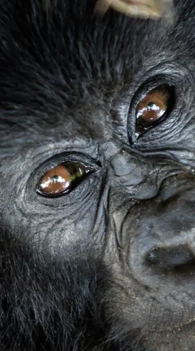 Gorilla - Uganda