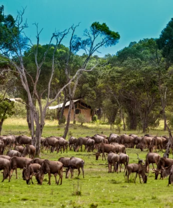 Lemala Mara migration