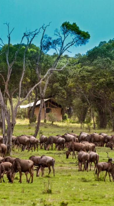 Lemala Mara migration