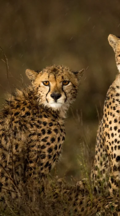 cheetahs eastern serengeti namiri plains tanzania yellow zebra safaris
