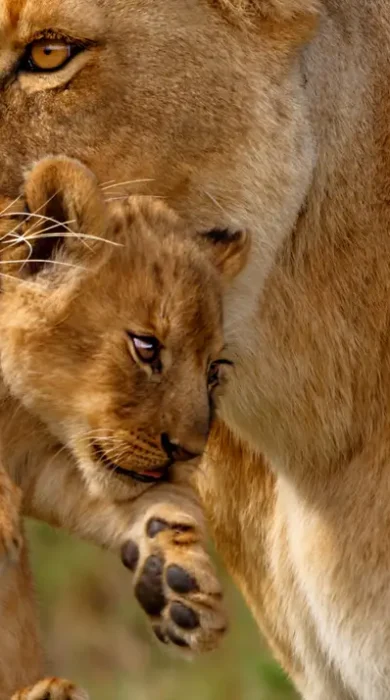 A lionness holds her cub in her mouth as they walk - Yellow Zebra Safaris