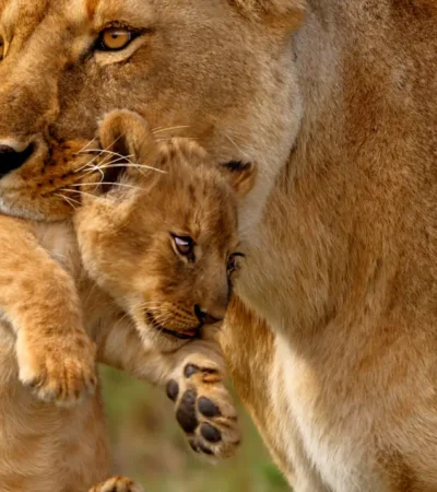 A lionness holds her cub in her mouth as they walk - Yellow Zebra Safaris