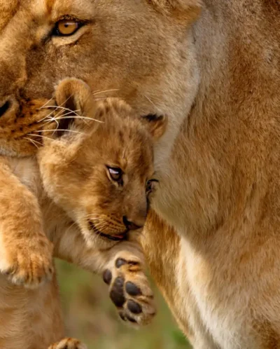 A lionness holds her cub in her mouth as they walk - Yellow Zebra Safaris