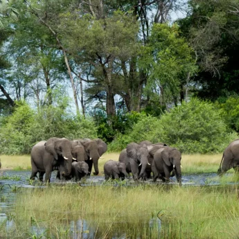 A group of elephants including young elephants cross water, slightly obscured by tall grass, Botswana - Yellow Zebra Safaris