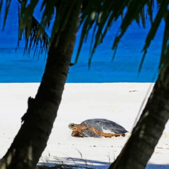 A turtle walks up the beach as palm trees obscure the view, Seychelles - Yellow Zebra Safaris