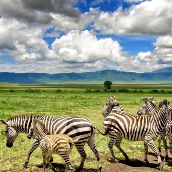 Herd of zebra stand in the foreground and mountains rise in the background, Tanzania - Yellow Zebra Safaris
