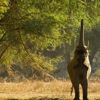 A young elephant blows their trumpet as a group on walking safari watch on in the distance, Zambia - Yellow Zebra Safaris