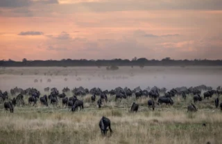 Wildebeest throng through misty plains, Liuwa Plain, Tanzania - Yellow Zebra Safaris