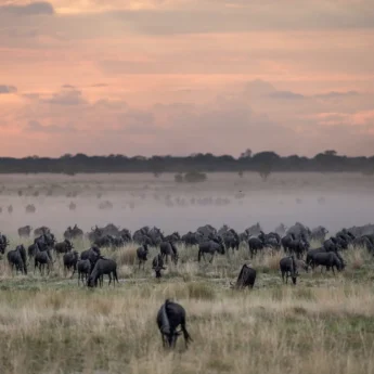 Wildebeest throng through misty plains, Liuwa Plain, Tanzania - Yellow Zebra Safaris