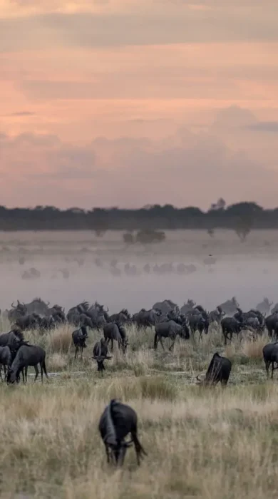 Wildebeest throng through misty plains, Liuwa Plain, Tanzania - Yellow Zebra Safaris