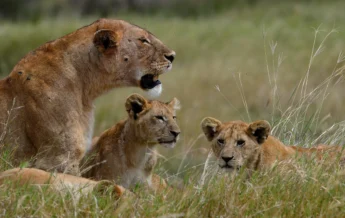 Wildlife